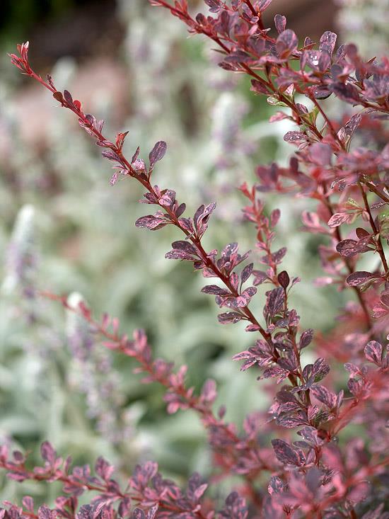 πολύχρωμοι θάμνοι berberis thunbergii