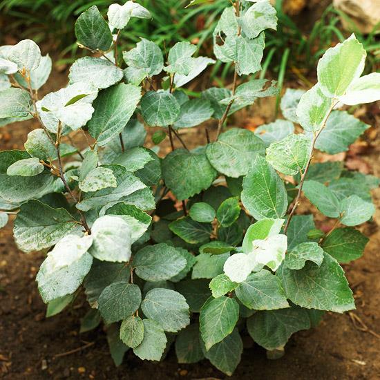 πολύχρωμοι θάμνοι fothergilla major