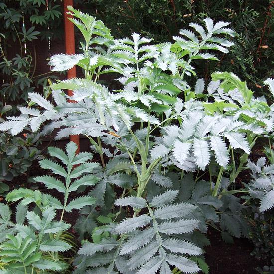 πολύχρωμοι θάμνοι melianthus major