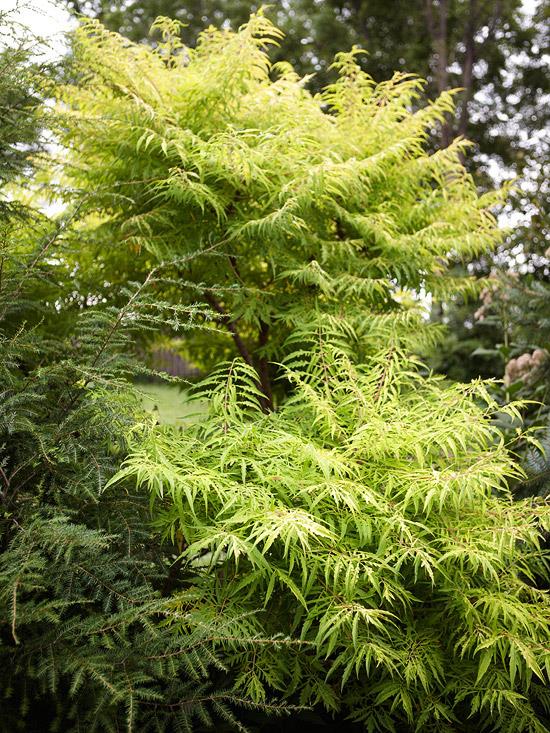 πολύχρωμοι θάμνοι rhus typhina
