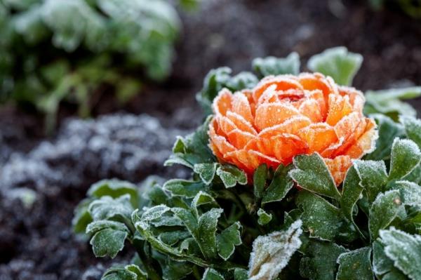 πολύχρωμα και στιβαρά χειμερινά φυτά ranunculus