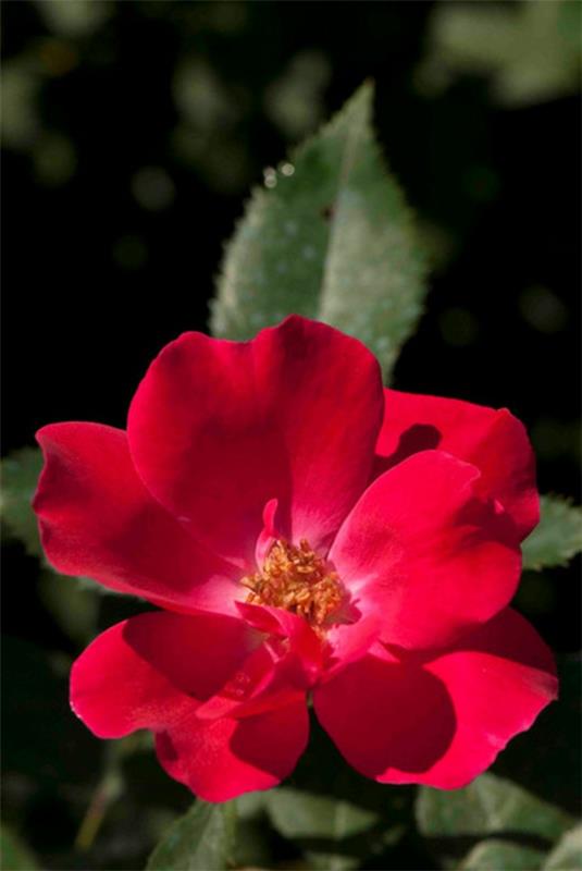 χρωματική σχεδίαση και πολύχρωμες ζωντανές ιδέες ροζ κόκκινο τριαντάφυλλο λουλούδι