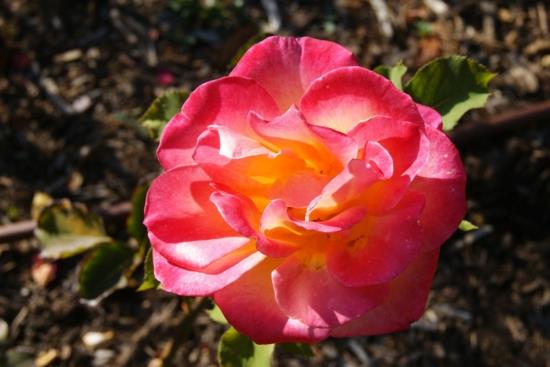 σχεδίαση χρώματος και πολύχρωμες ιδέες διαβίωσης ροζ τριαντάφυλλο λουλούδι