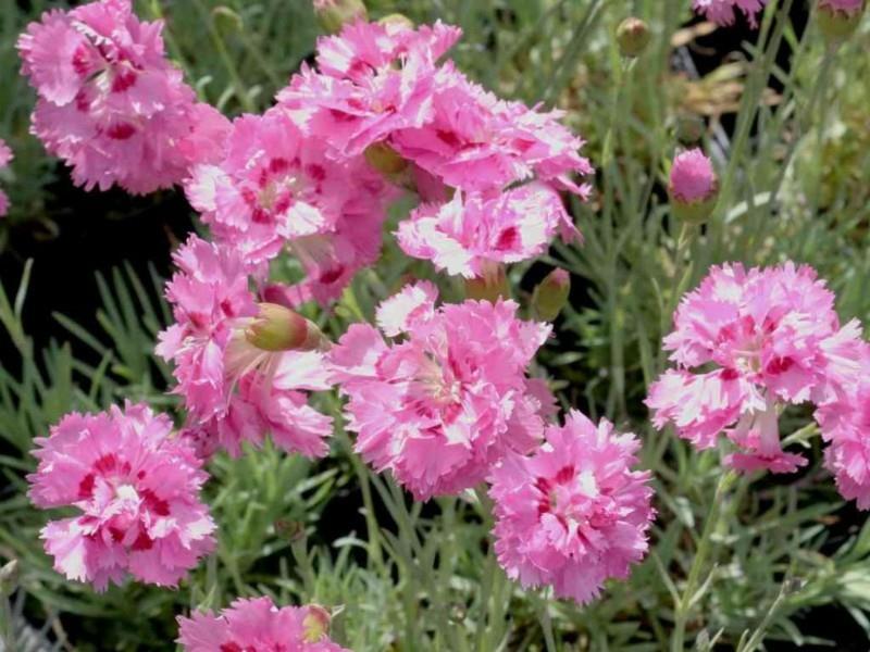 Γαρύφαλλο ροζ σχεδιασμός κήπου φυτά ανοιξιάτικα λουλούδια