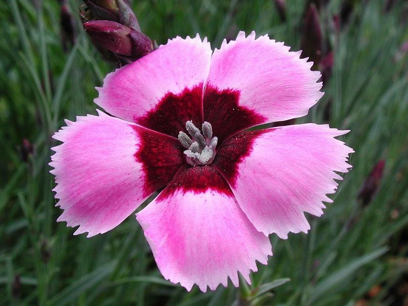 ανοιξιάτικο γαρίφαλο ροζ κήπο φυτά ανοιξιάτικα λουλούδια