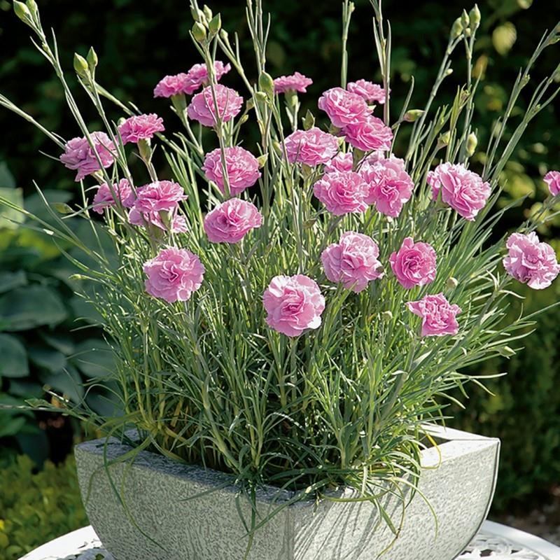 Γαρύφαλλα σε ροζ σχέδιο κήπου με λουλούδια με ανοιξιάτικα λουλούδια