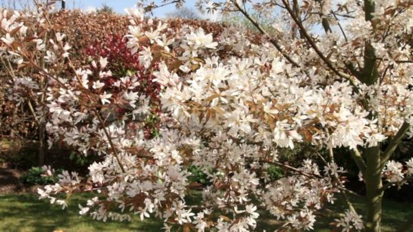 ροκ αχλαδι δέντρο σπιτιού στον κήπο όμορφα λουλούδια