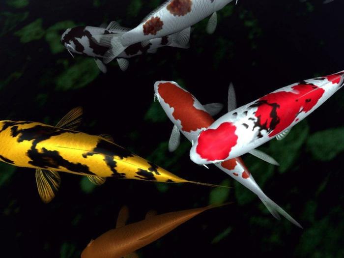 εικόνες φενγκ σούι σύμβολα και φυλαχτά ψάρια koi