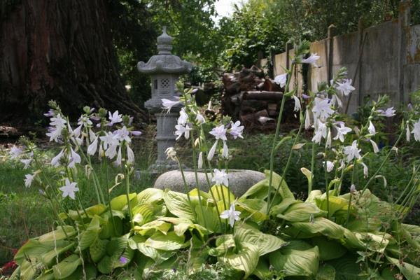 κήπος φενγκ σούι λευκά λουλούδια ασιατικά