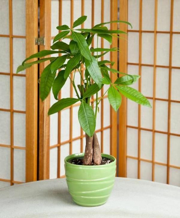 Φενγκ σούι φυτά ασιατικό στυλ σπιτικές ιδέες προσελκύουν θετική ενέργεια