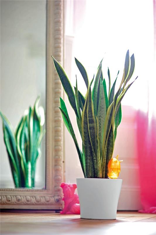 φενγκ σούι καθρέφτη φυτά εσωτερικού χώρου καλή τύχη γοητεύει θετική ενέργεια