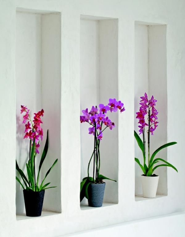 φενγκ σούι εσωτερικά φυτά ορχιδέες σχεδιασμός τοίχου φυτών σε γλάστρες