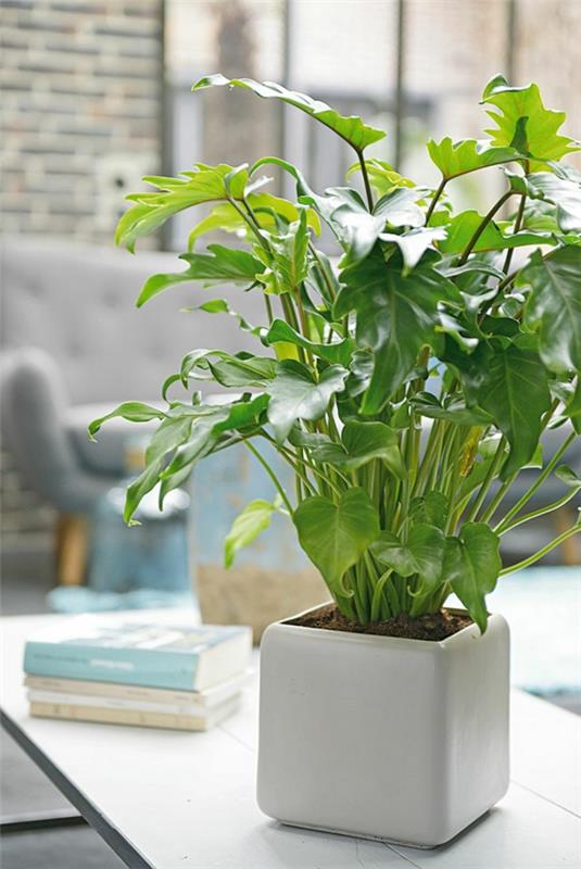 φενγκ σούι εσωτερικά φυτά ζωντανές ιδέες γραφείο θετικής ενέργειας