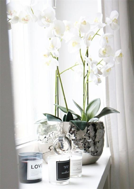 διακόσμηση περβάζι παραθύρου λευκά ασημένια φυτά