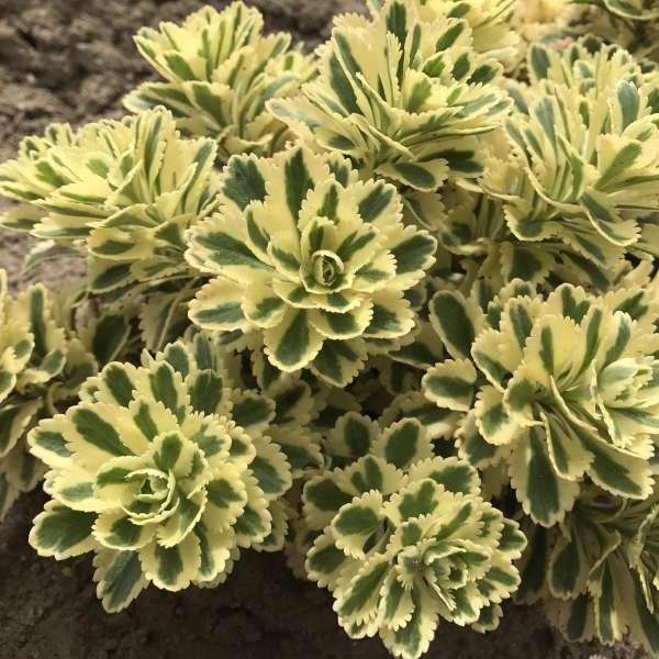 sedum υπέροχες αποχρώσεις