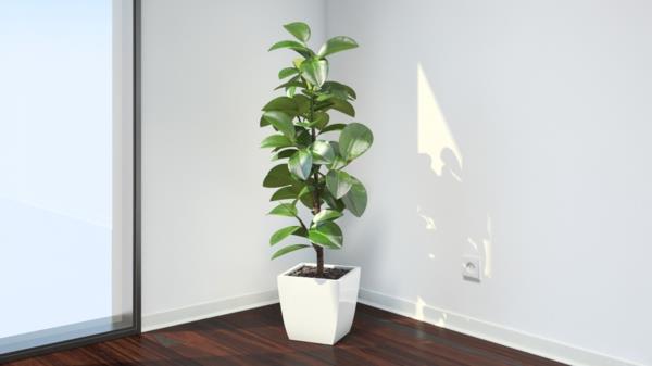 φυτό ficus elastica λευκή κομψή γλάστρα