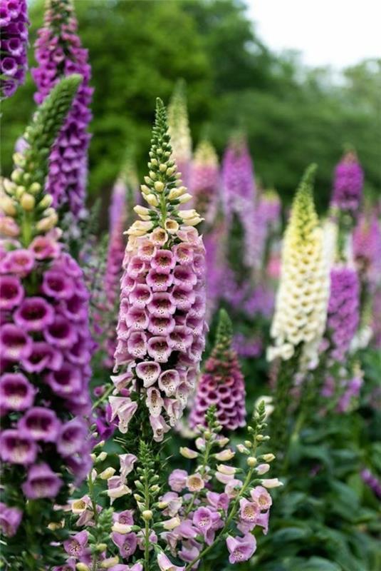 δαχτυλιές Digitalis sp. πολυετείς φιλικές προς τις μέλισσες