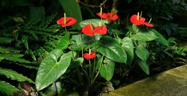 φλαμίνγκο λουλούδι ανθούριο κόκκινα ψηλά λουλούδια τροπικό φυτό