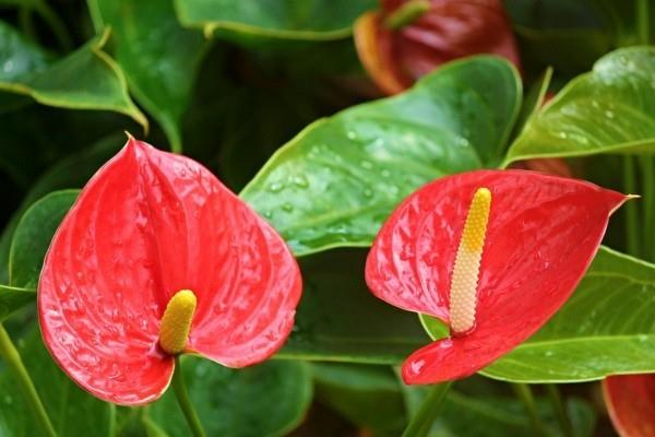 Σωστή φροντίδα των άκρων των λουλουδιών φλαμίνγκο