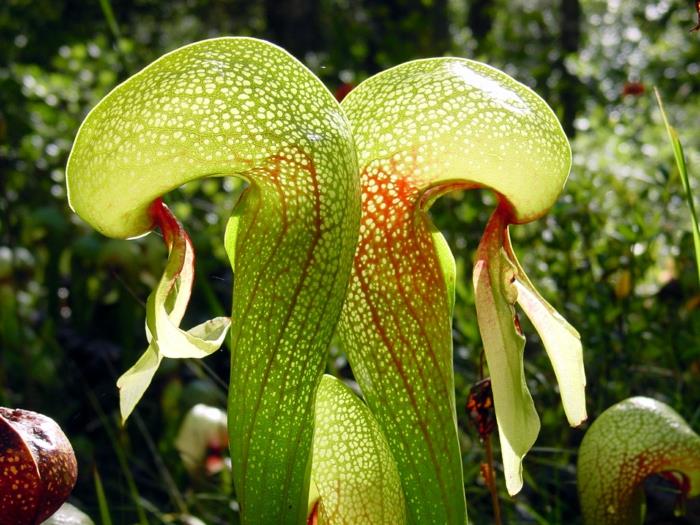 σαρκοφάγα φυτά darlingtonia californica οργανικές μορφές