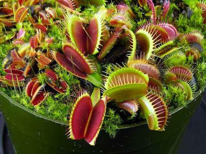 σαρκοφάγα φυτά dionaea muscipula