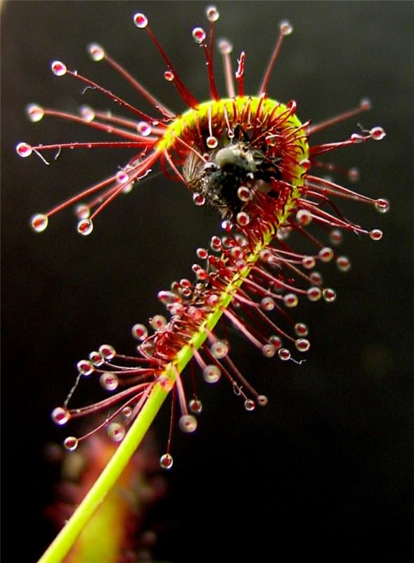 σαρκοφάγα φυτά drosera capensis