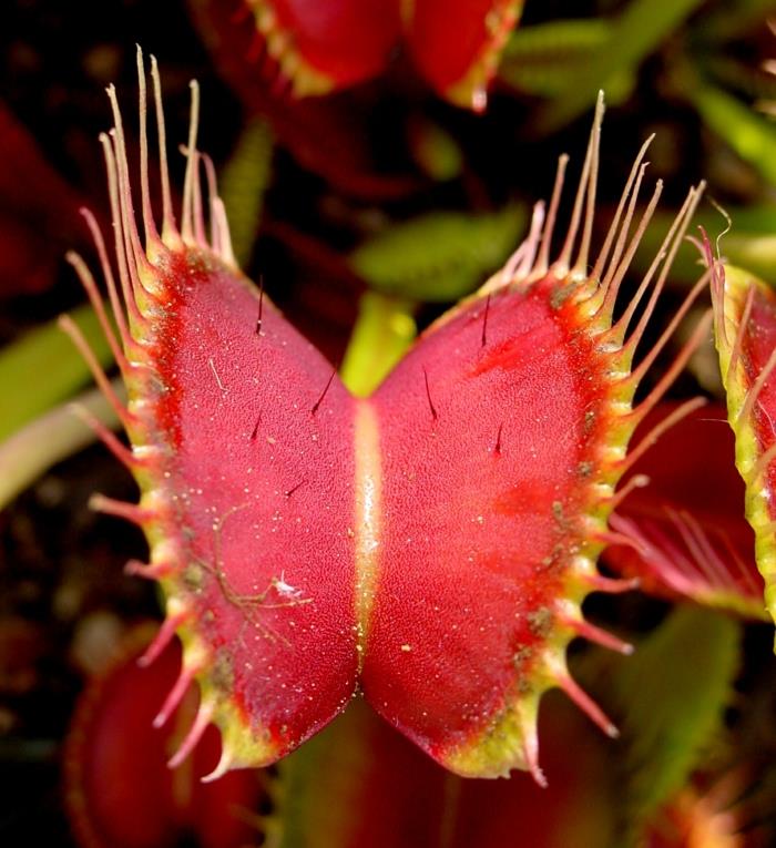σαρκοφάγο φυτό Venus flytrap
