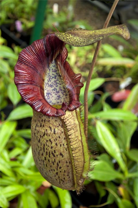 σαρκοφάγα φυτά nepenthes