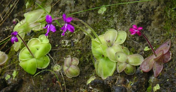 σαρκοφάγα φυτά pinguicula moranensis