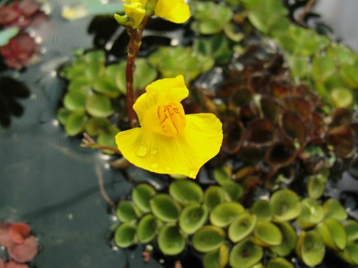 σαρκοφάγα φυτά utricularia vulgaris