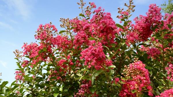 πασχαλιές της νότιας lagerstroemia indica