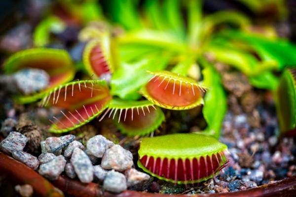 Οι μύγες διώχνουν τα σαρκοφάγα φυτά Venus flytrap