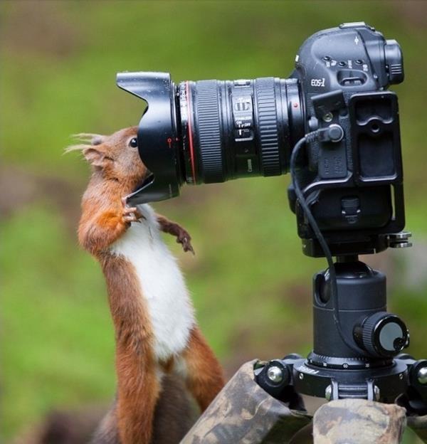 φωτογραφική μηχανή hd επαγγελματική άγρια ​​ζωή