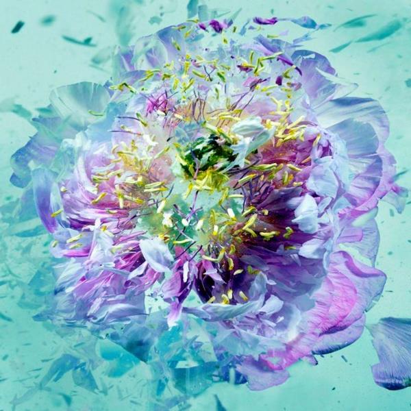 φωτογραφία τέχνης πολύχρωμο λουλούδι που εκρήγνυται