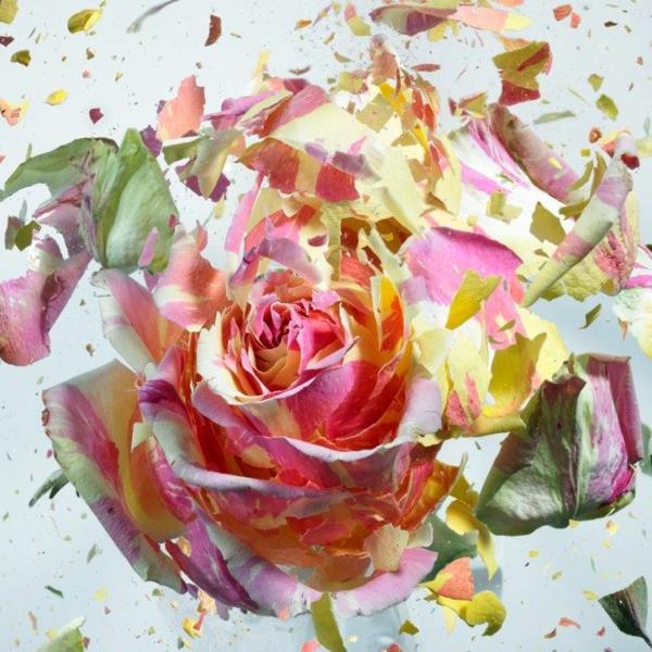 φωτογραφία τέχνης πολύχρωμο τριαντάφυλλο martin klimas
