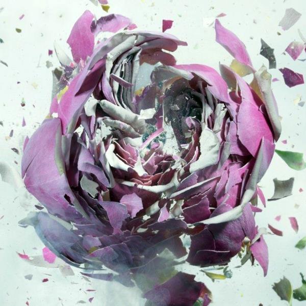 φωτογραφία τέχνης μοβ τριαντάφυλλο που εκρήγνυται