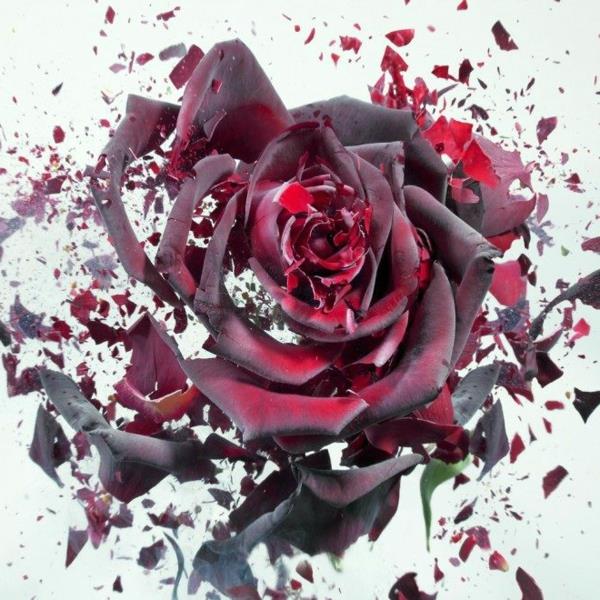 φωτογραφία τέχνης κόκκινο τριαντάφυλλο martin klimas