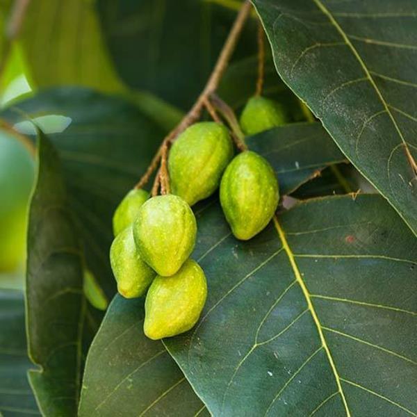 φρούτα haritaki terminalia chebula στο δέντρο