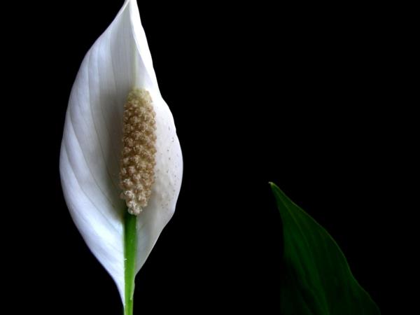 Ειρήνη Κρίνος Άνθος Λευκά Γλάστρες Φυτά