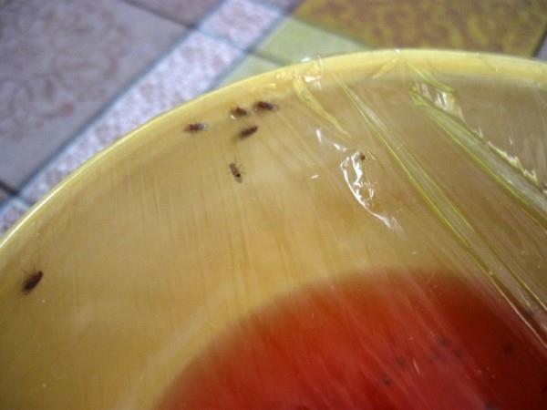 φρούτα μύγα παγίδα μόνοι σας κάνετε ξύδι μεμβράνη