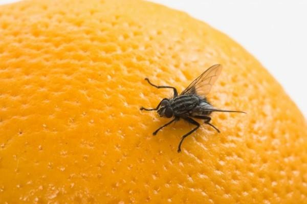 μύγα παγίδα φτιάξτε τα δικά σας φρούτα να πετάξουν στο πορτοκάλι