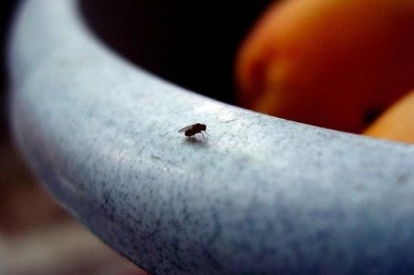 μύγα παγίδα φτιάξτε μόνοι σας σταφύλια από ξύδι φρούτων
