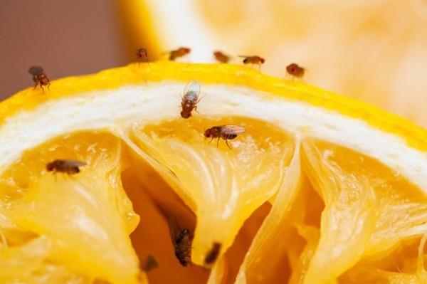 Φτιάξτε τη δική σας παγίδα με φρούτα μόνοι σας πορτοκαλί μύγες φρούτων