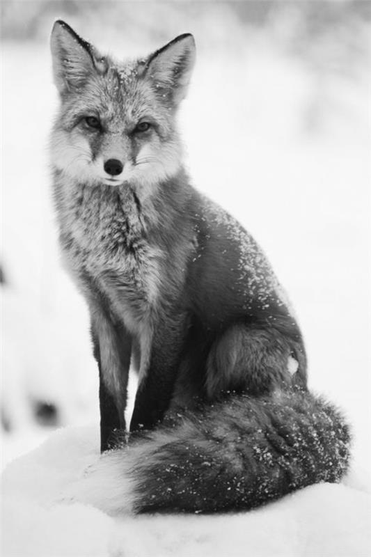 αλεπού ως κατοικίδιο άγρια ​​αλεπού στο χιόνι