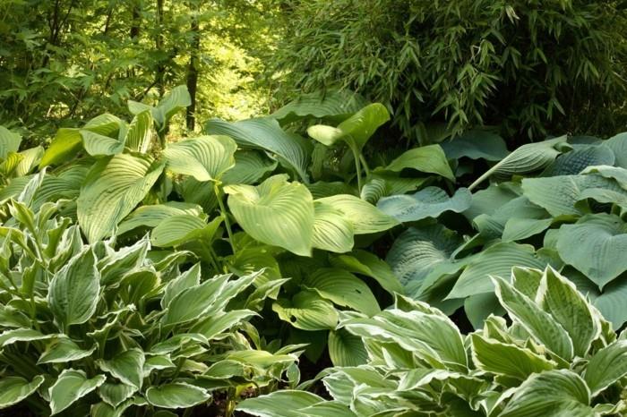 funkien hosta σκιά φυτά κάλυψης εδάφους