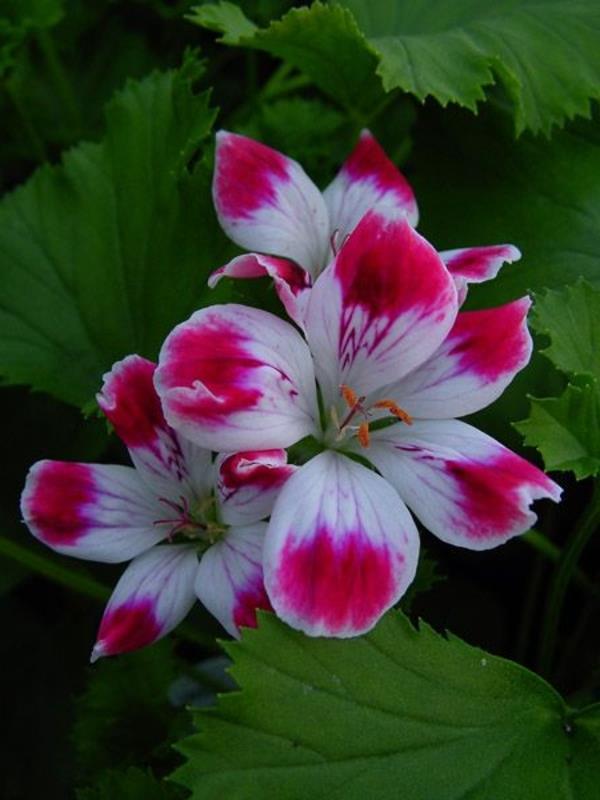 garanium pelargonium φυτά κήπου λουλούδια ροζ λευκό