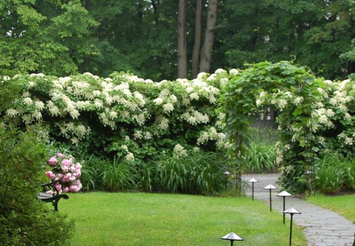 σχεδιασμός κήπου εικόνες φράχτη κήπος διακόσμηση φυτά αναρρίχηση φυτά φώτα κήπου