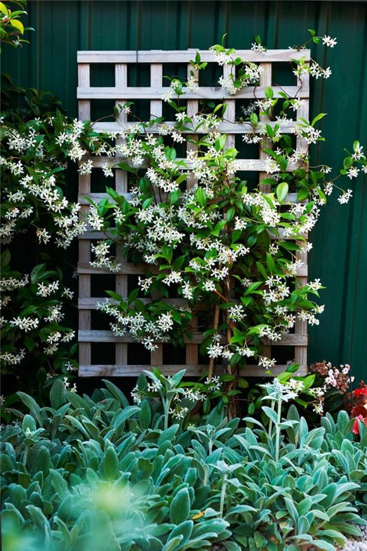 εικόνες σχεδιασμού κήπου ιδέες διακόσμησης κήπου αναρρίχησης φυτών