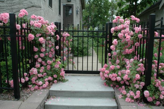 σχήμα κήπου εικόνες αναρρίχηση φυτών ροζ μαύρο φράχτη