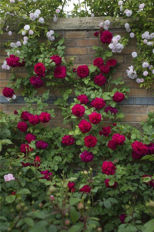 σχήμα κήπου εικόνες αναρρίχηση φυτά τριαντάφυλλα φράχτη